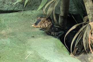 Caiman
